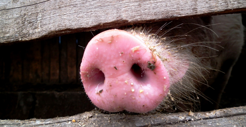 Анна Вяхирева о нашатыре: "Может, лучше играть будете, а не следить за нами? Это Европа. Любят подложить свинью и все такое"