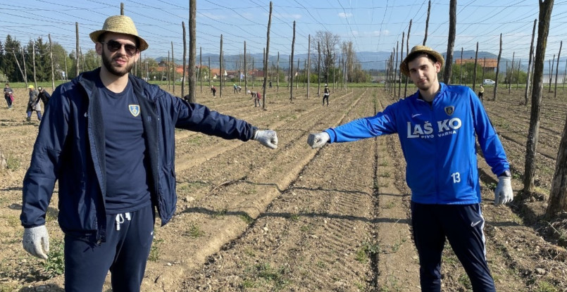 Балканы. Игроки словенского "Целе" несколько дней в качестве волонтеров отработали на полях хмеля генерального спонсора (ФОТО)
