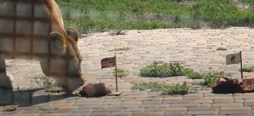 Олимпиада. Львица Олесия из ростовского зоопарка во второй раз подряд предсказала победу соперницам сборной России (ВИДЕО)