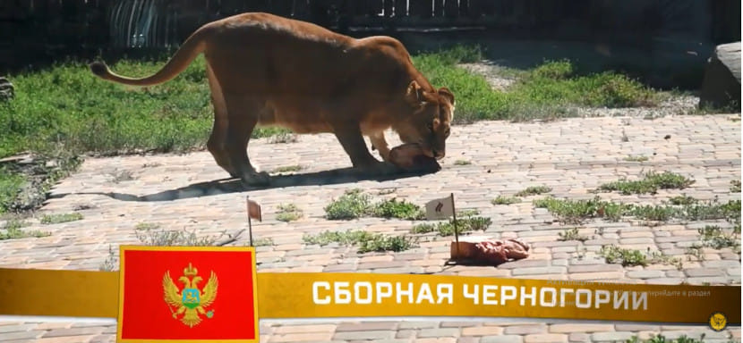 Олимпиада. Львица Олесия из ростовского зоопарка не верит в победу россиянок в четвертьфинале с черногорками (ВИДЕО)