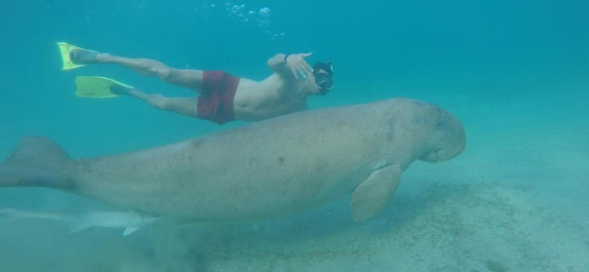 Подводное плавание, серфинг, прыжки на батуте... Гандболисты умеют отдыхать и активно!